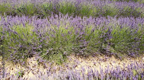 Aerial view. Field with rows of blooming lavender plant. Provence in France.
