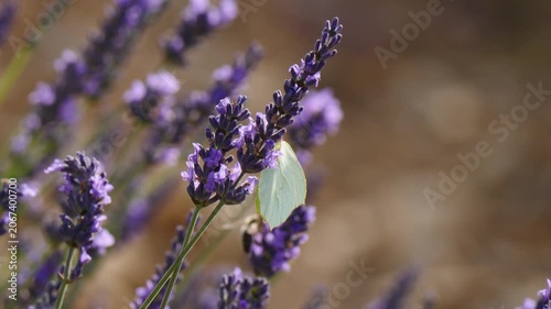 Field with blooming lavender and butterfly on flower. Provence in France.
