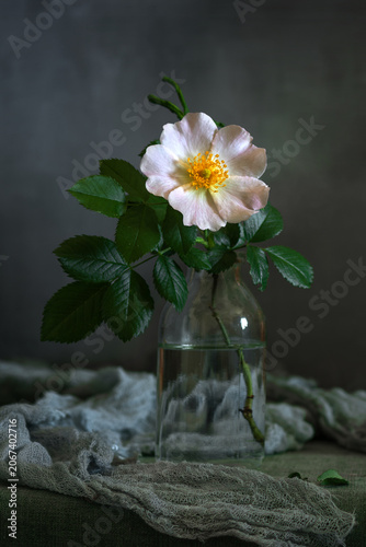 Obraz na plátně Blooming branch of wild rose on a dark background close-up.