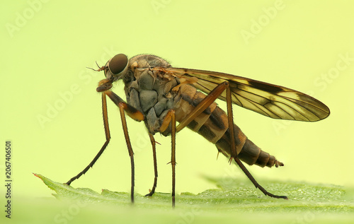 tree trunk insect on a leaf