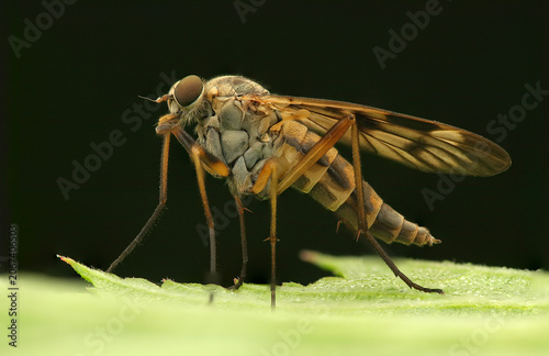 tree trunk insect on a leaf