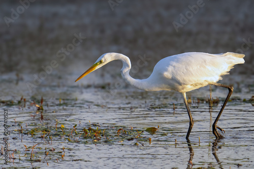 Silberreiher (Great Egret, Ardea alba)
