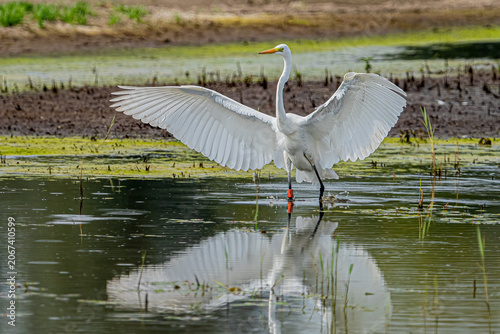 Silberreiher (Great Egret, Ardea alba)