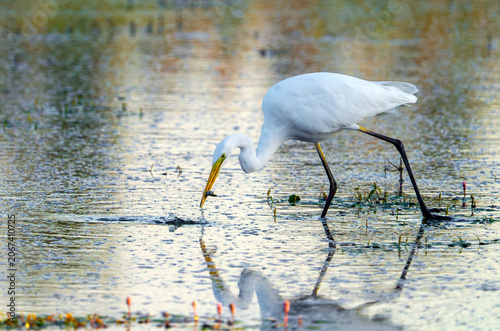 Silberreiher (Great Egret, Ardea alba)