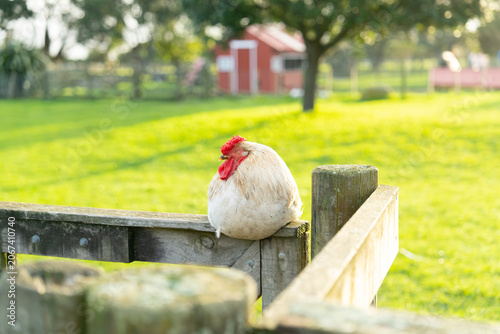 hen on a fence