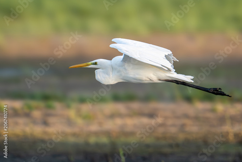 Silberreiher (Great Egret, Ardea alba)