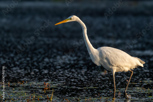 Silberreiher (Great Egret, Ardea alba)