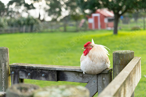 hen on a fence