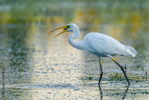 Silberreiher (Great Egret, Ardea alba)