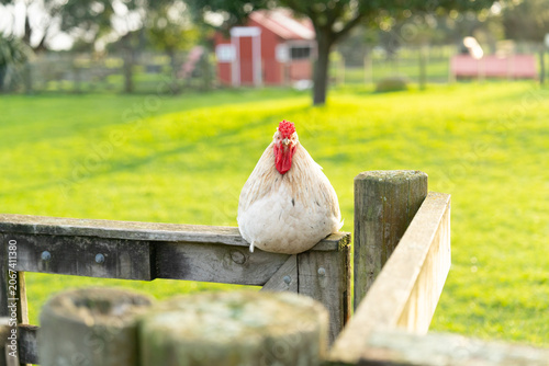 hen on a fence