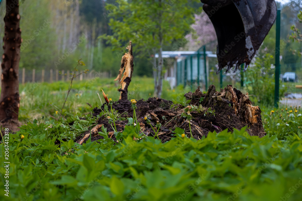 Fototapeta premium A pile of uprooted roots and soil sits near a community plot fence as an excavator bucket hovers to the right, captured at ground level during overcast spring daylight.