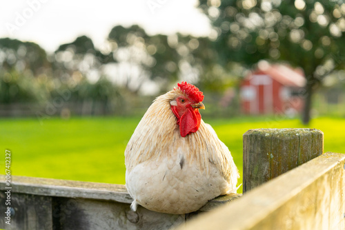 hen on a fence