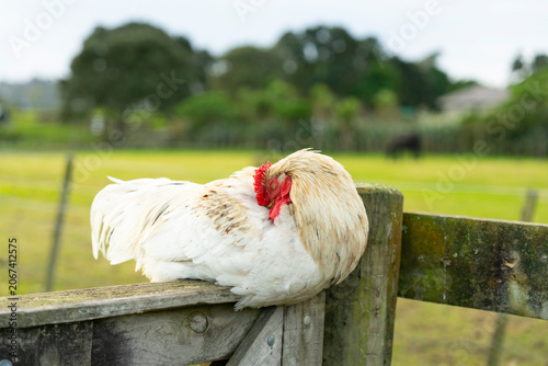 hen on a fence