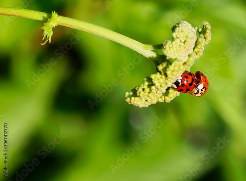 Naturaufnahme im Makro-Stil: ein Käfer