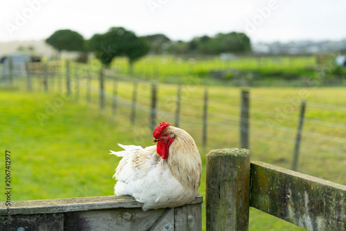 hen on a fence