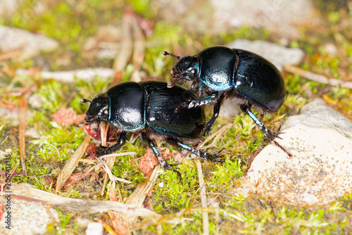 Makroaufnahme eines faszinierenden Insekts: ein Käfer