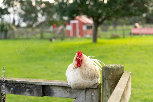 hen on a fence
