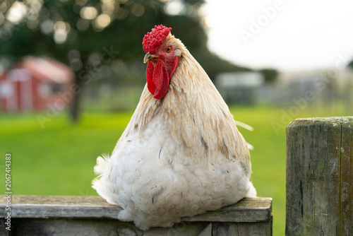 hen on a fence