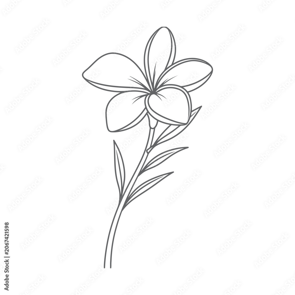 Fototapeta premium Frangipani Flower Line Art Illustration