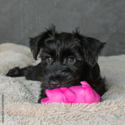 Puppy on a gray background