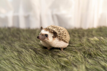 African pygmy hedgehog standing on green grass surface indoors. Pet animal portrait photography. Exotic mammal care and companion animal concept. Design for poster, banner, wallpaper, greeting card 