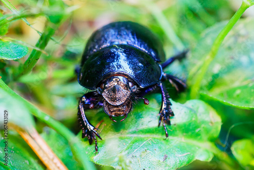 Makroaufnahme eines faszinierenden Insekts: ein Käfer