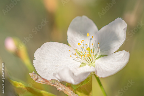 white plum blossom