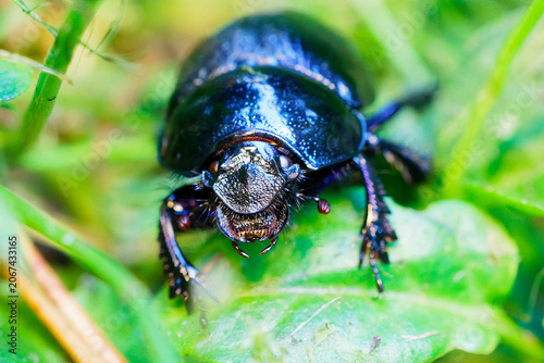 Makroaufnahme eines faszinierenden Insekts: ein Käfer