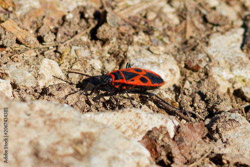 Makroaufnahme eines faszinierenden Insekts: ein Käfer