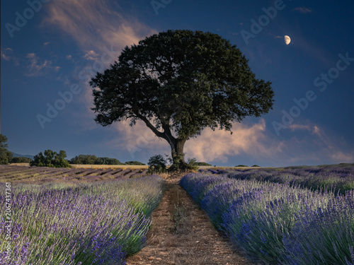 Lavender fields in bloom in the municipality of Ayora (Valencia - Spain)