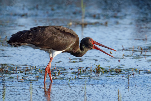 Schwarzstorch (Black Stork, Ciconia nigra)