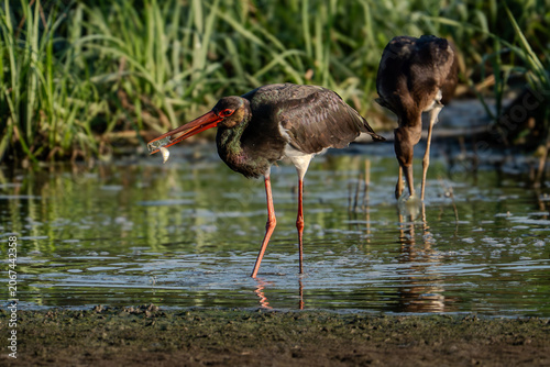 Schwarzstorch (Black Stork, Ciconia nigra)