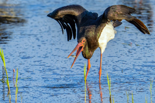 Schwarzstorch (Black Stork, Ciconia nigra)