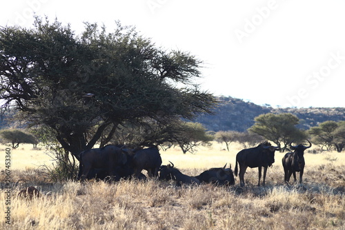 Fotografie A herd of Waterbuck antelopes in the dry savanna grassland of Mokala National Pa