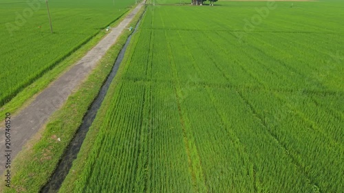Road Through Green Fields with Parallel Hedgerows and Distant Trees Under Soft Natural Light During Daytime