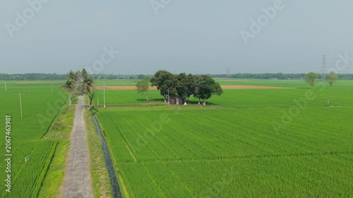 Road Through Green Rice Fields with Irrigation Ditches, Trees, and Open Farmland Landscape Under Overcast Sky
