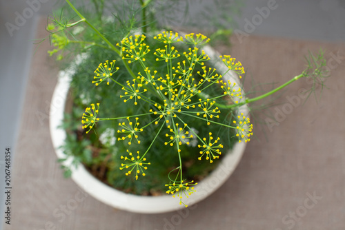 ハーブのディルの黄色い花