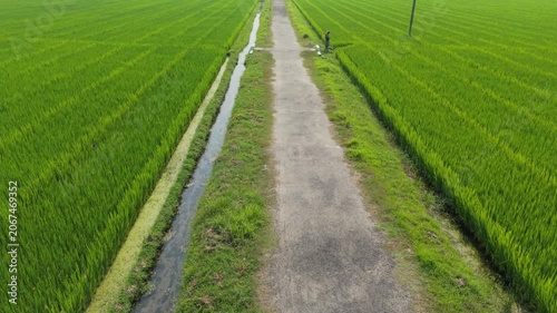 Farm Path Between Green Fields with a Central Road View and Agricultural Landscape Under Soft Daytime Light