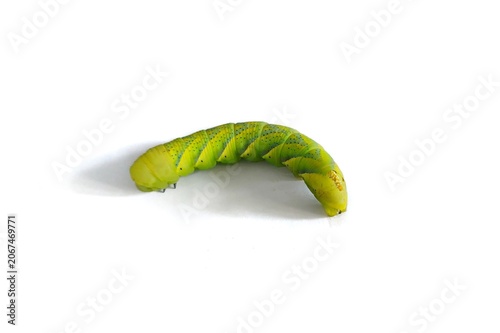 Tobacco hornworm isolated on white - Mauritius insects