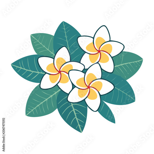 Plumeria flowers with green leaves flat illustration