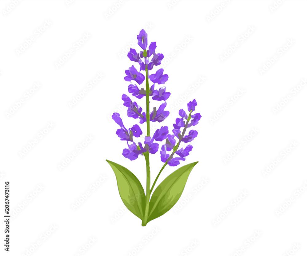 Obraz premium Lavender Flower Isolated on White