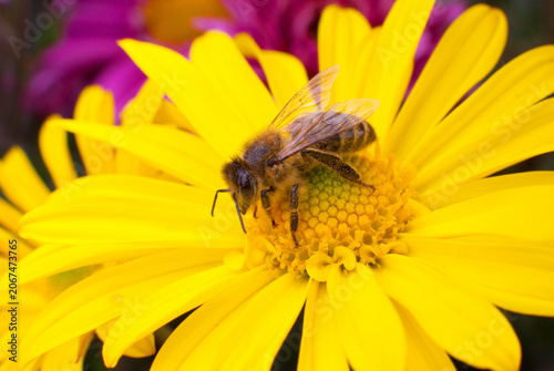 Принти на полотні Honey bee collecting pollen and nectar on a bright yellow flower