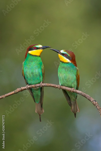 A flawless, exceptionally detailed wildlife photograph of a pair of adult European Bee-eaters (Merops apiaster) perched closely together on a slender, arching wooden branch. 