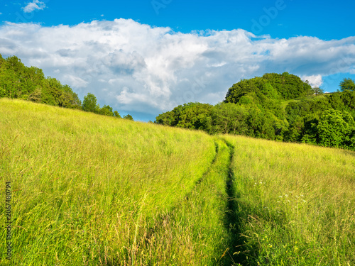 Footpath through green natural meadow with high grasses under blue sky with stormy clouds