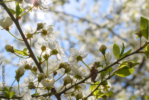 Close-up of cherry plum flowers