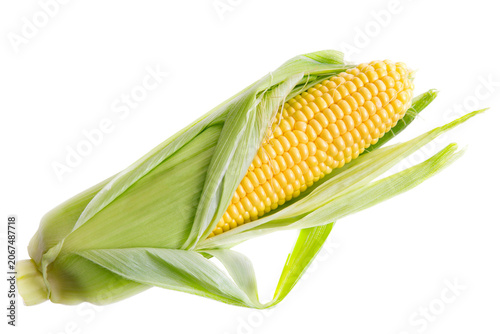 corn on the cob | Fresh raw ear of sweet corn with green husks