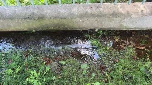 Squirt of water deluges the soil near concrete fence as the rubber hose serves as manual storm drainage. Effluent. Storm water sewer