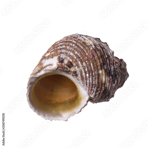 Canvastavla seashell | brown marine seashell with textured spiral patterns