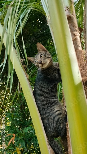 Tabby Cat Climbing Palm Tree Close Up