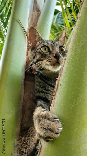 Tabby Cat Climbing Palm Tree Close Up